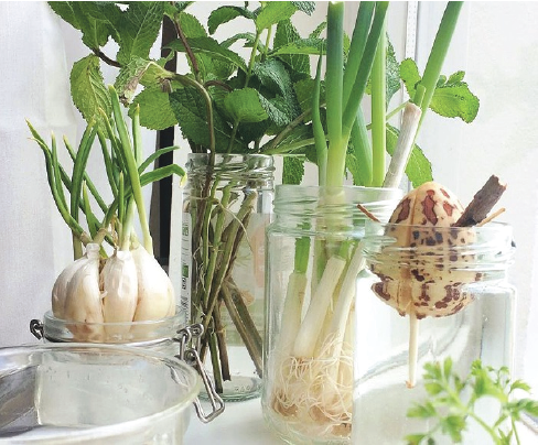 Dyrkning af nye planter