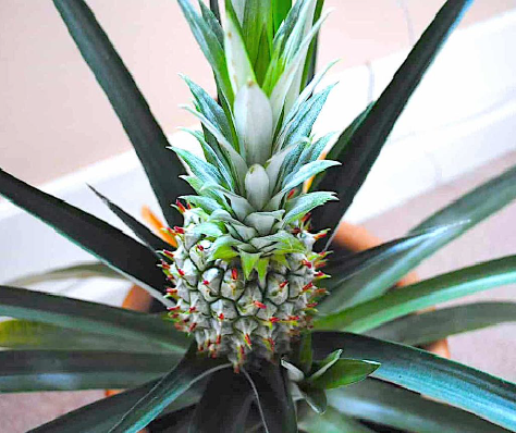 Dyrk din egen ananas